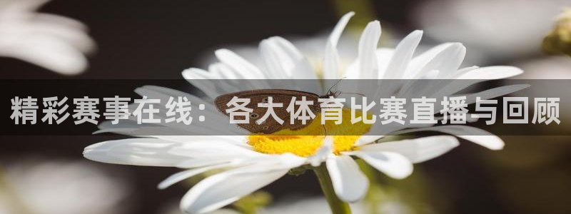 精彩赛事在线：各大体育比赛直播与回顾